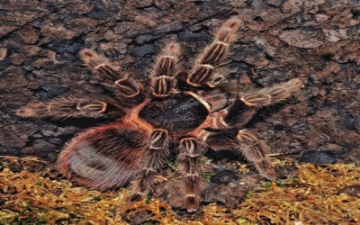 LASIODORA KLUGI SLING 1 CM TARANTULA